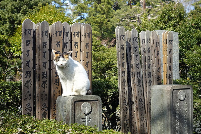 cemetery_cat_-_gokokuji_-_bunkyo_tokyo_japan_-_dsc07832